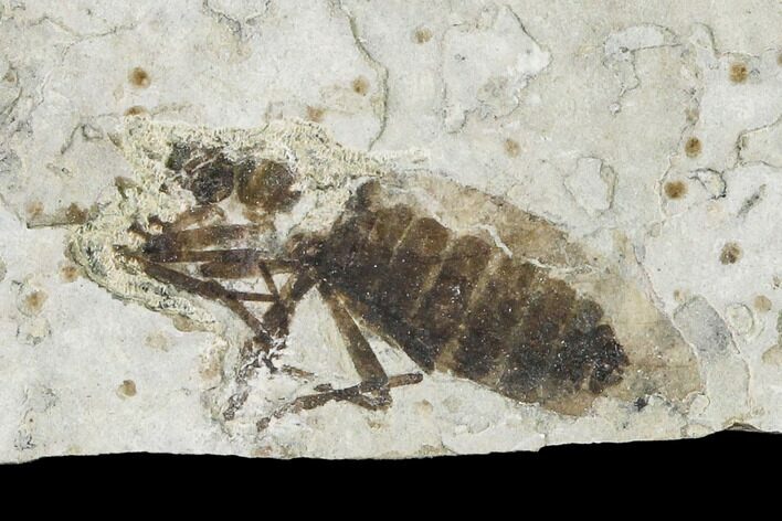 Fossil March Fly (Plecia) - Green River Formation #138493